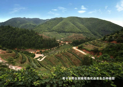 君子谷 中国特色葡萄酒的骄傲